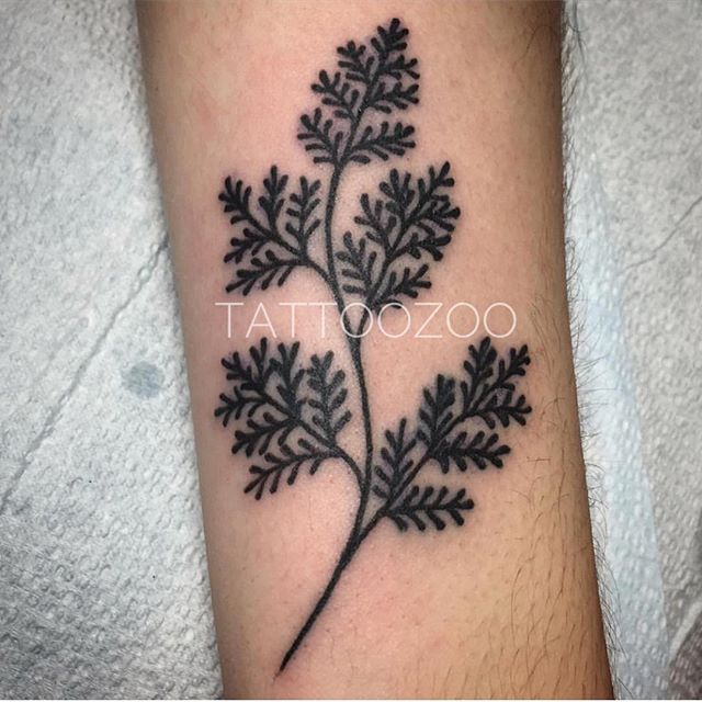 Did you know that ferns are very old organisms. They exist on the planet for nearly 400 million years... by the way we are open til 6pm. (tattoo by @tamitattoos)